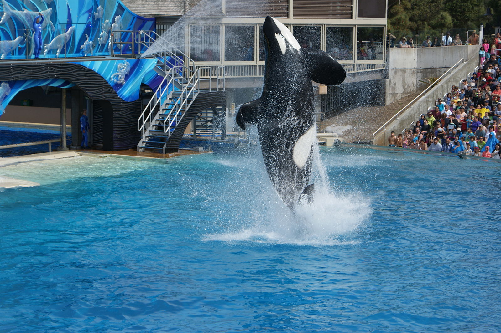 seaworld whale