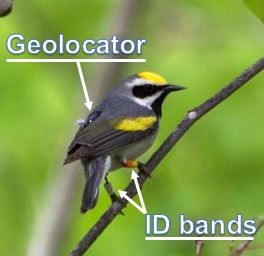 Golden-Winged Warbler