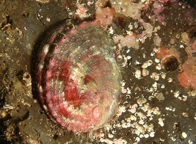 juvenile pinto abalone