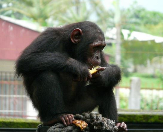 Endangered chimpanzee threatened by habitat loss caused by climate