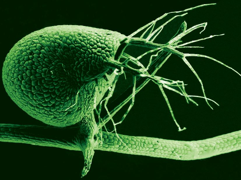 Bladderwort