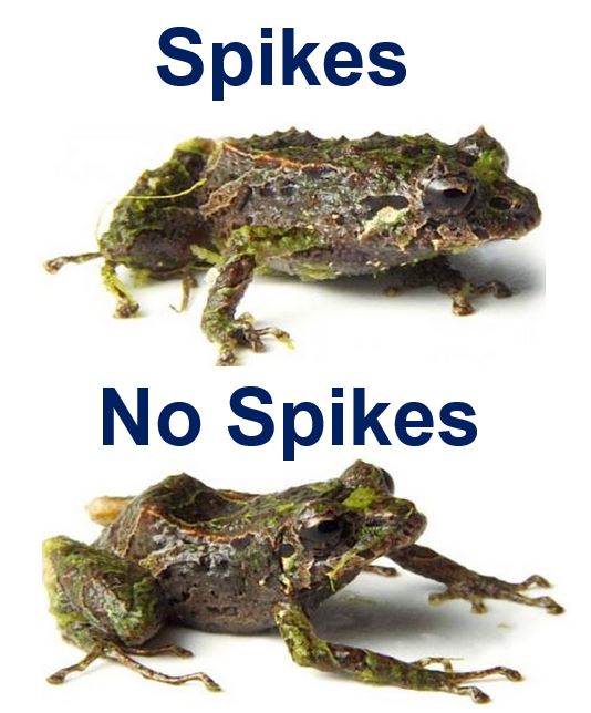 Spiky and smooth frog