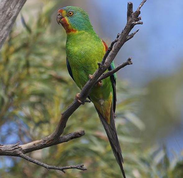 Swift Parrot