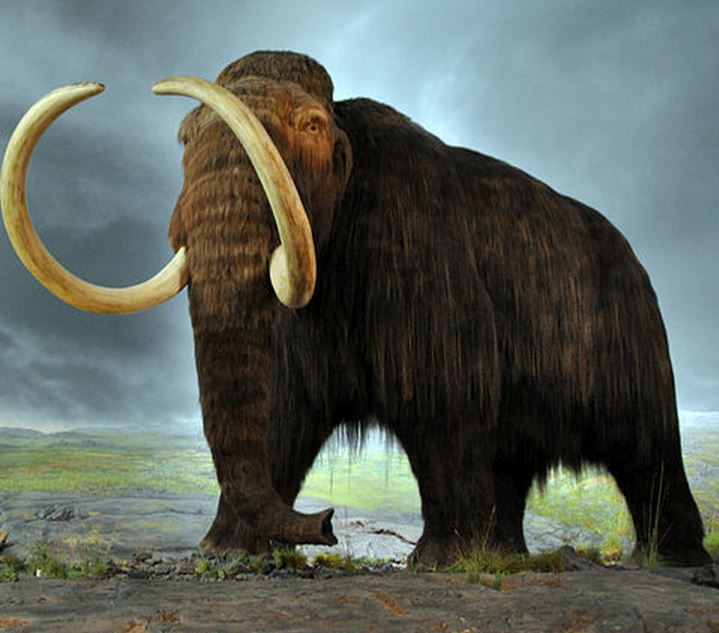 Extinct species like mammoths could be cloned, says science - Market