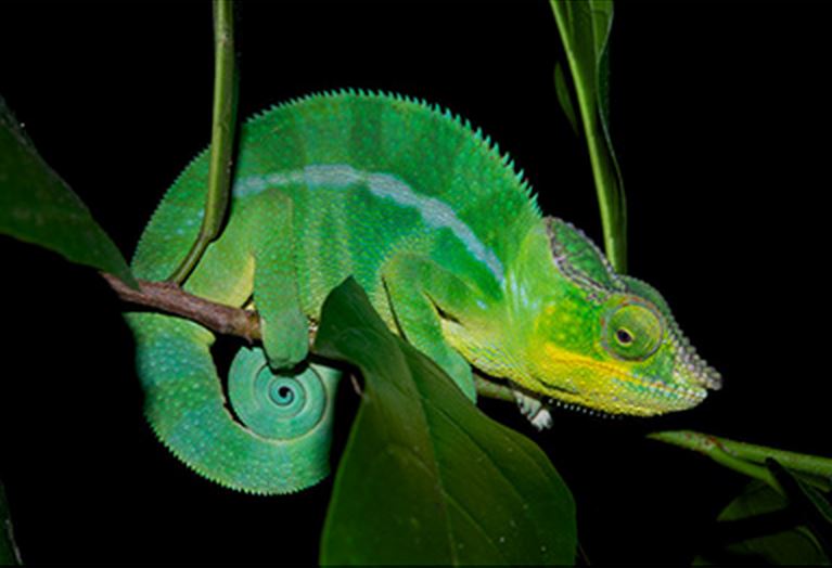 panther chameleon