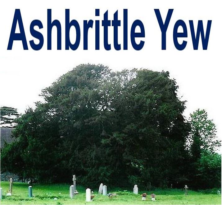Ashbrittle Yew
