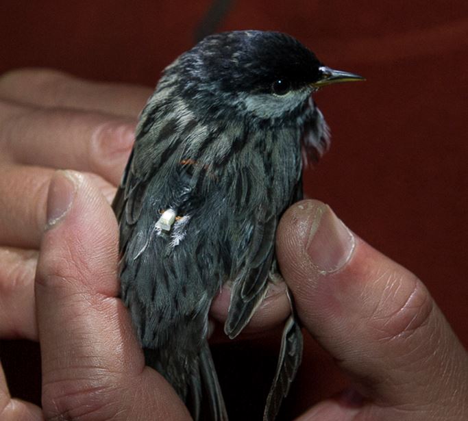 Blackpoll Warbler with tracker