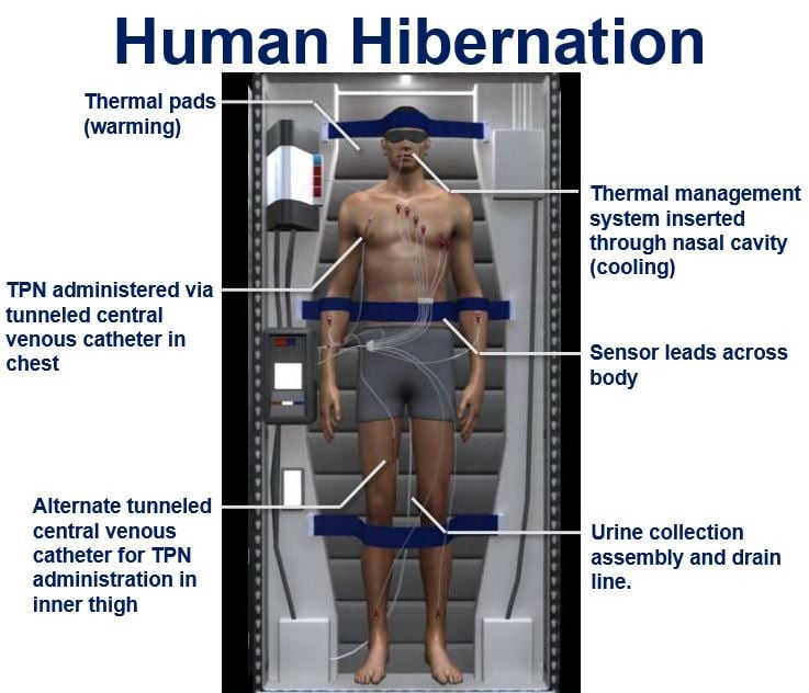 Human Hibernation