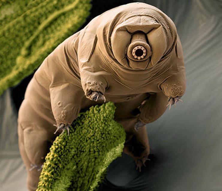 Tardigrade