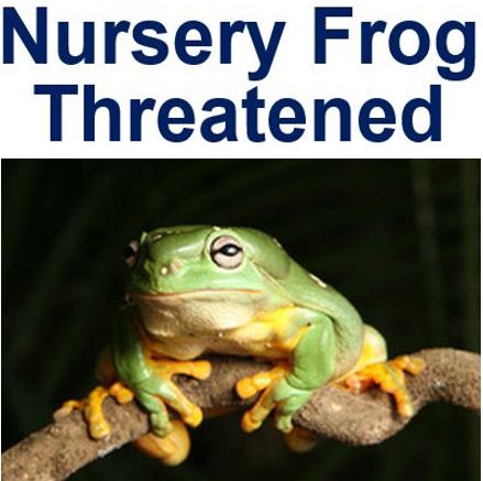 Nursery Frog extinction threat