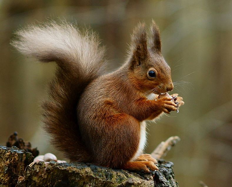 Red Squirrel