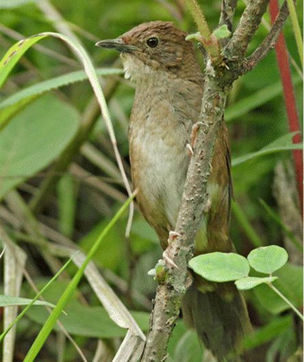 Sichuan bush warbler