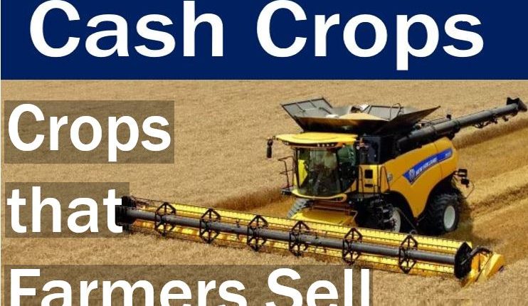 Cash Crop Definition Geography