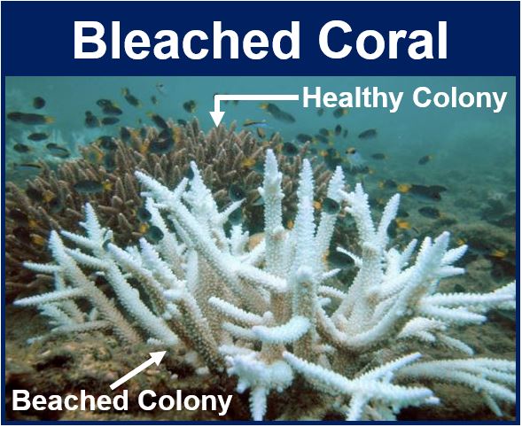 Bleached Coral