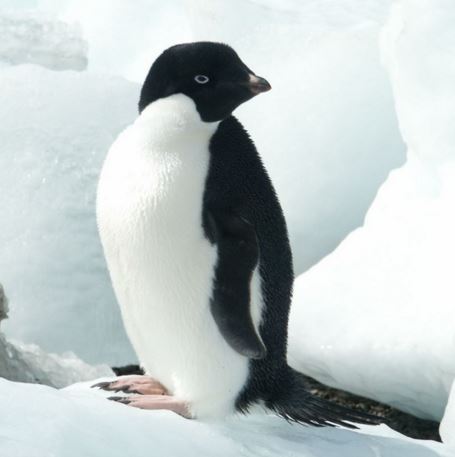 Adelie Penguins