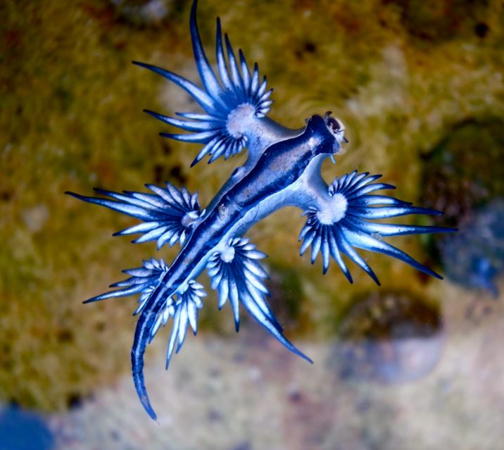 spectacular blue dragon found on sands of australian gold coast