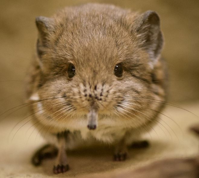 Adorable elephant-shrews make their debut at Chester Zoo - Market