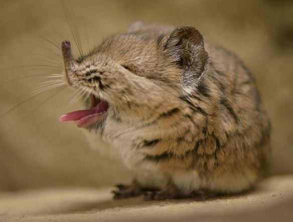 Elephant shrews charm visitors with funny expressions - Market Business