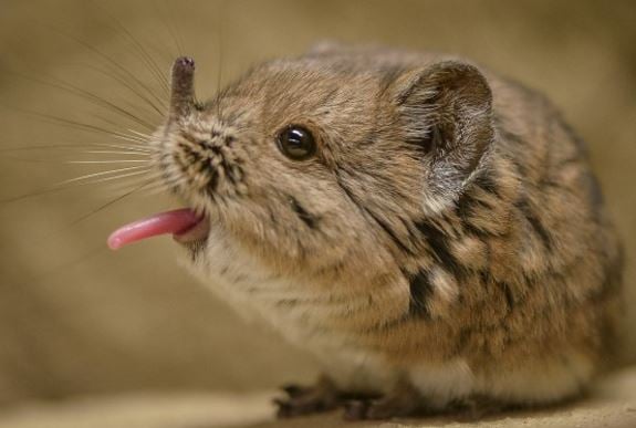 Adorable elephant-shrews make their debut at Chester Zoo - Market