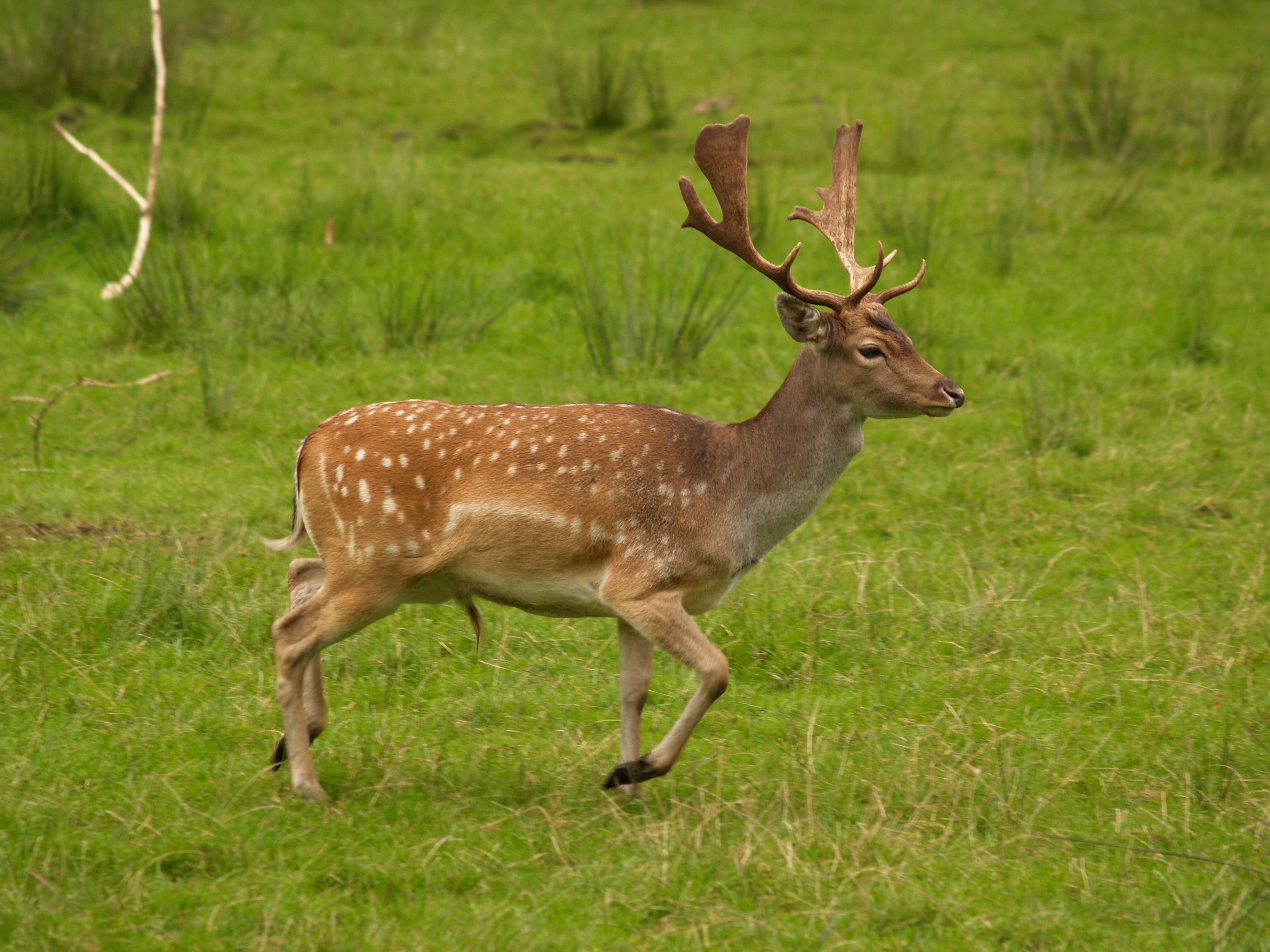 wild-deer-uk