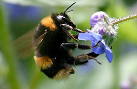 Neonicotinoid pesticides harm Bumble bee