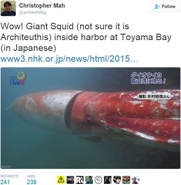 Christopher Mah posted this pic of giant squid
