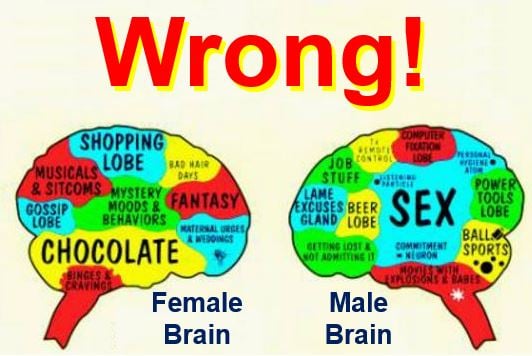 Men Are What Brain 13