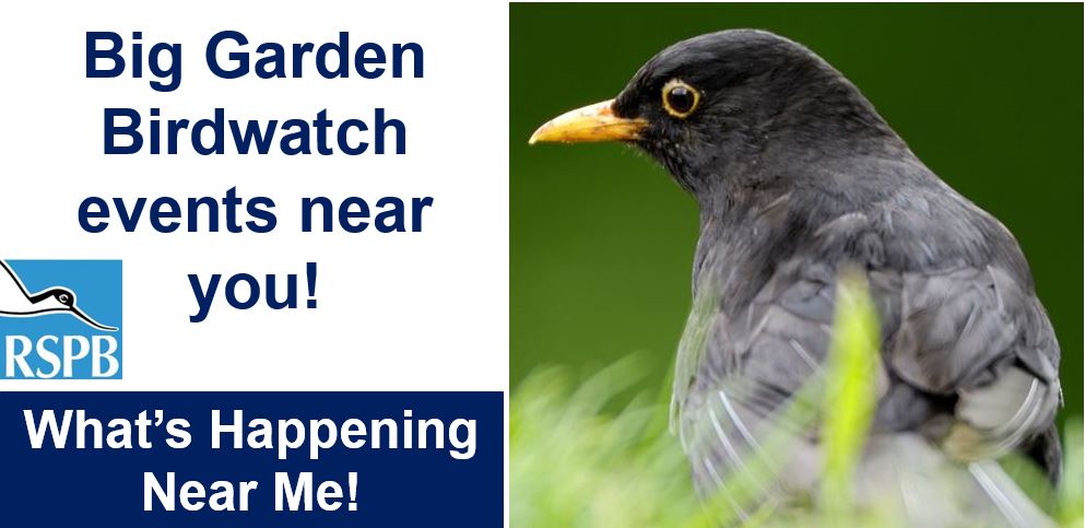 Big garden birdwatch events new you