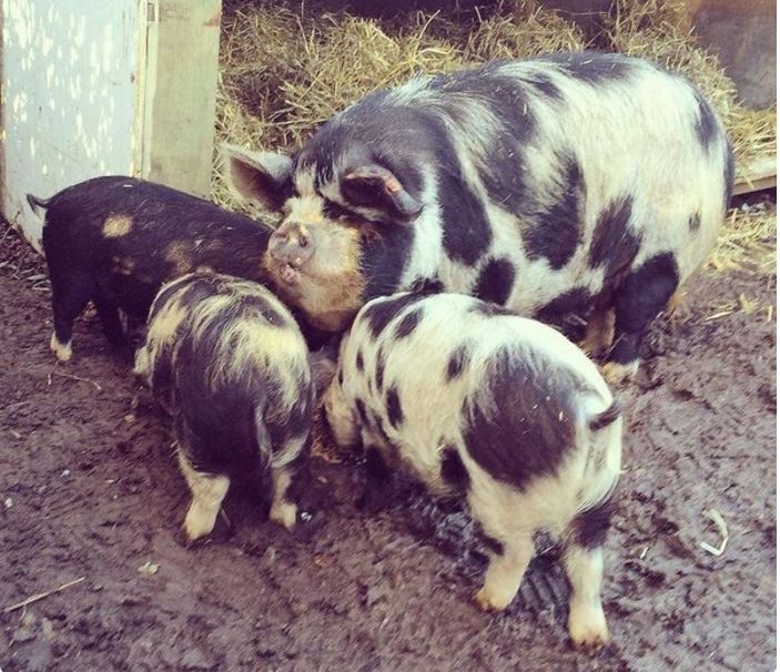 Kunekune pigs