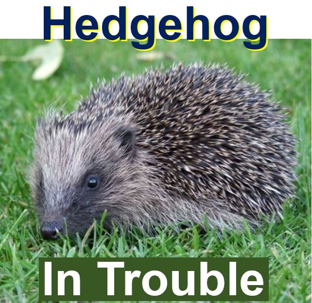 Hedgehog population declining alarmingly