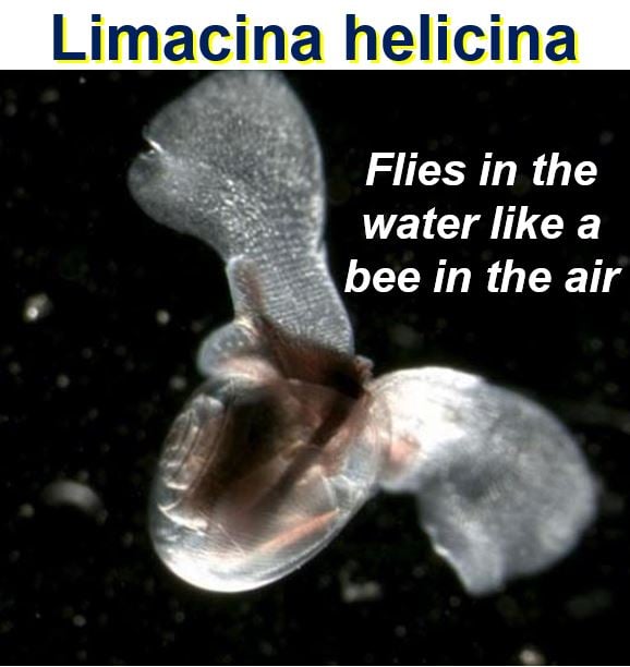 Limacina Helicina