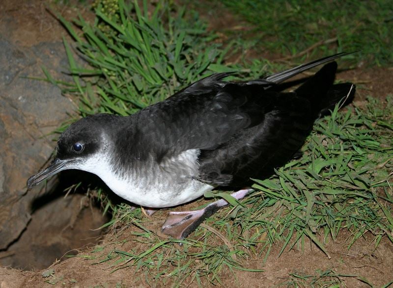 Manx Shearwater breeding now islands are rat free