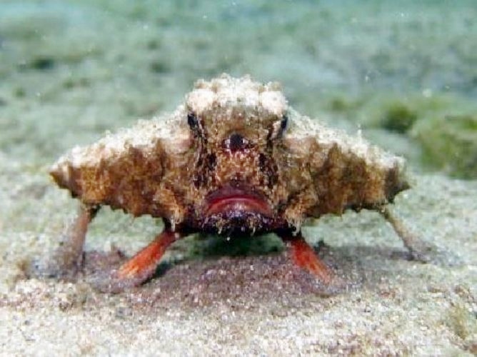 Shortnose Batfish not an alien mutant freak fish