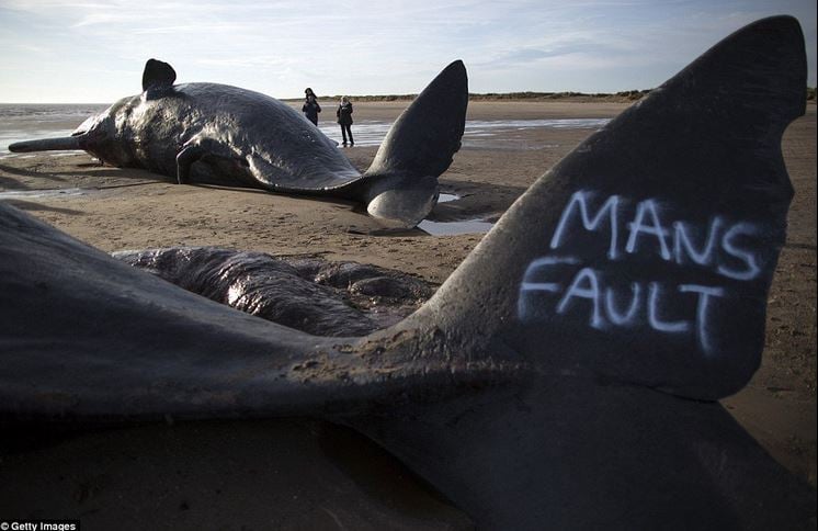 Sperm whale deaths not caused by us this time