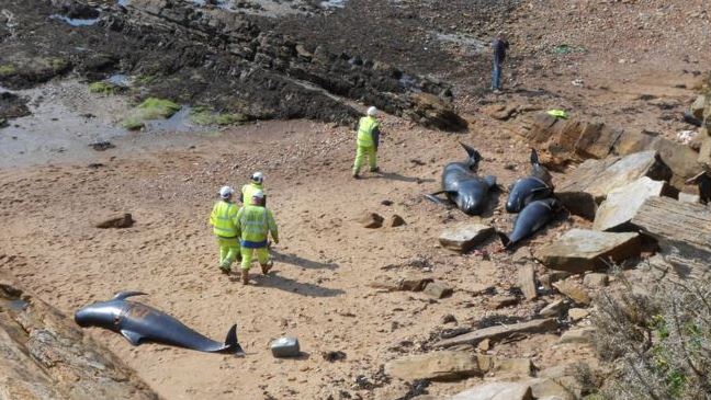 Whale stranding in Fife in 2012