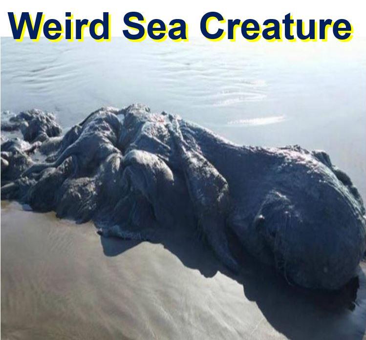 Alien like marine creature in Acapulco beach