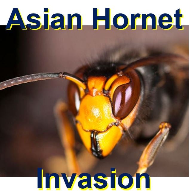 Asian Hornet imminent invasion of UK