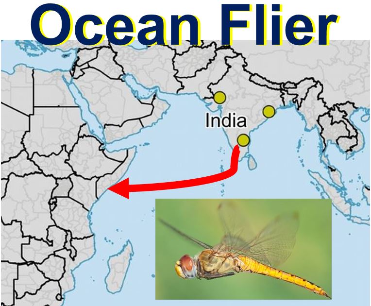 Dragonfly is longest flier in the world can cross oceans in one go