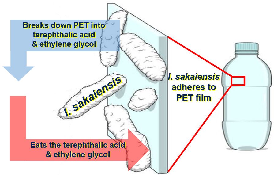 Ideonella Sakaiensis Alchetron The Free Social Encyclopedia