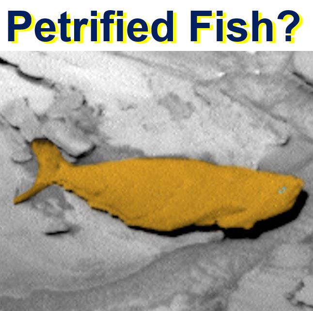 Petrified fish on Mars