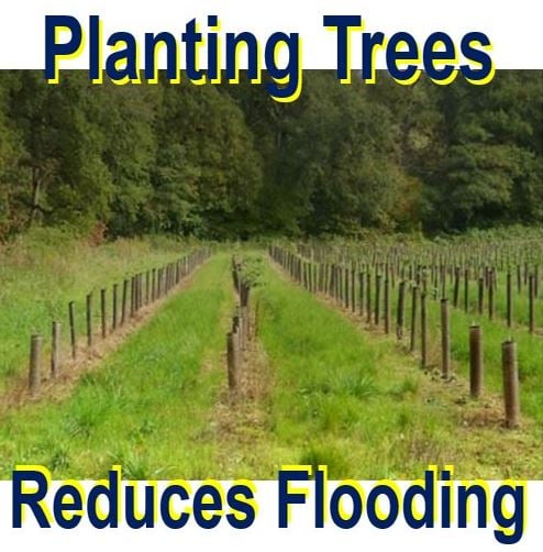 Planting trees reduces flooding