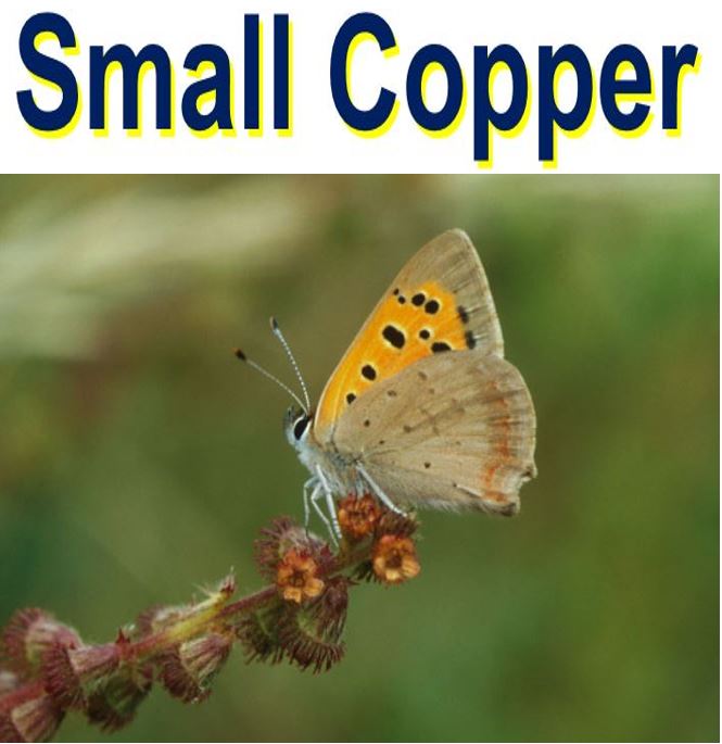 Small Copper Butterfly