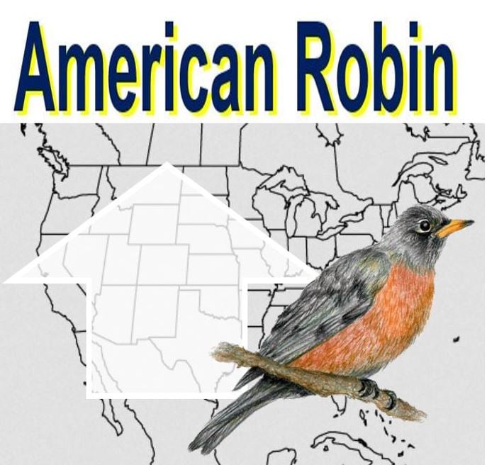 american robin bird population change