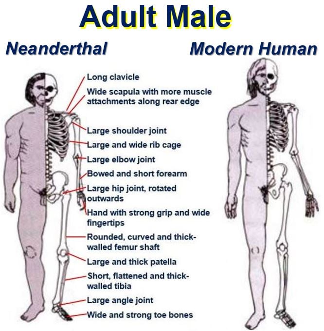Adult Male Human 111