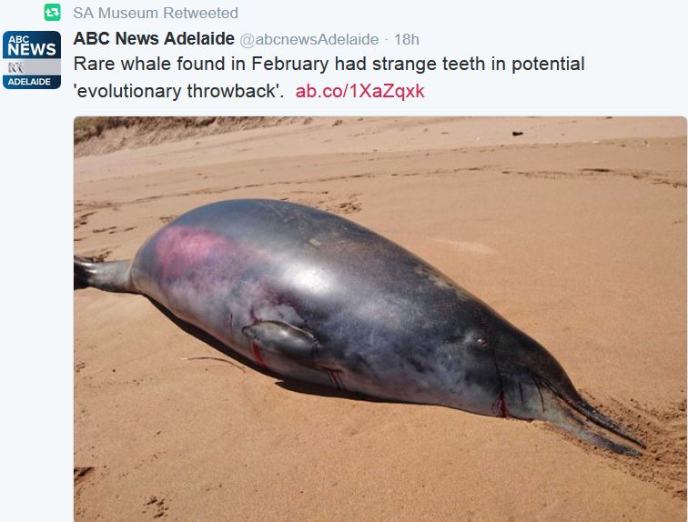 Beaked Whale with mysterious teeth