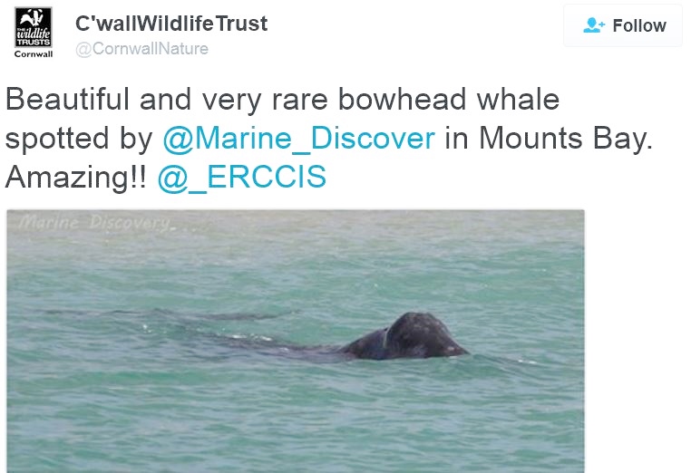 extremely rare bowhead whale seen off cornish coast in shallow