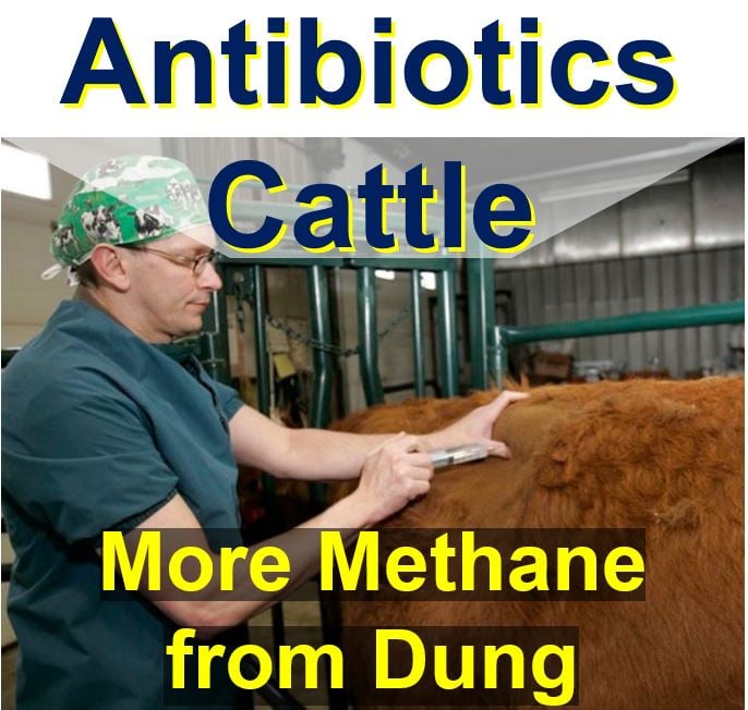 Dosing antibiotics to cattle