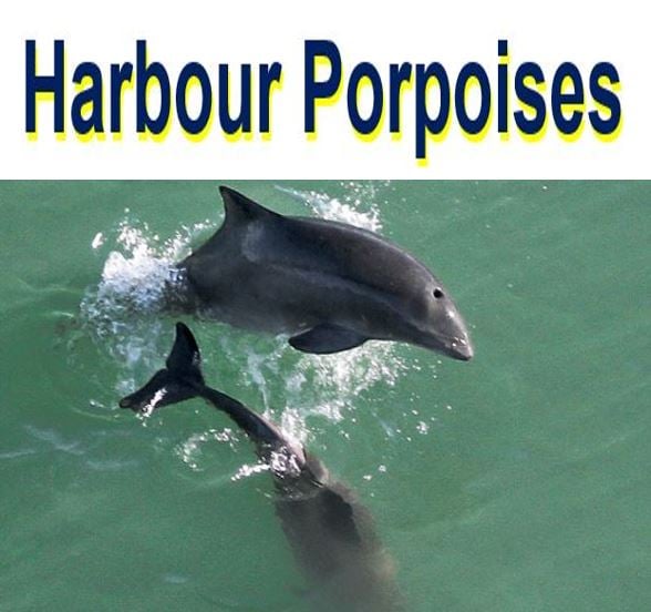 Harbour Porpoises