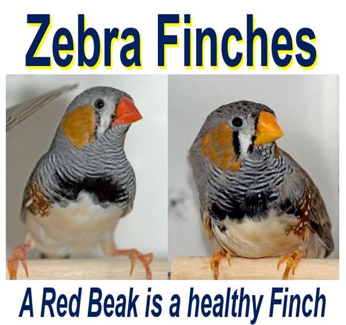 Red bird zebra finch