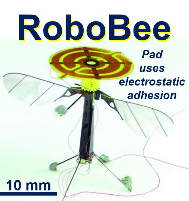 Robobee